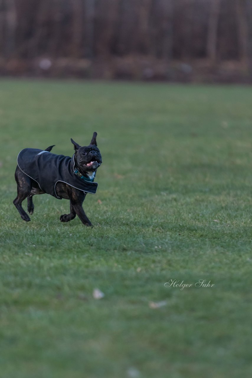 Bild 105 - Hundeshooting